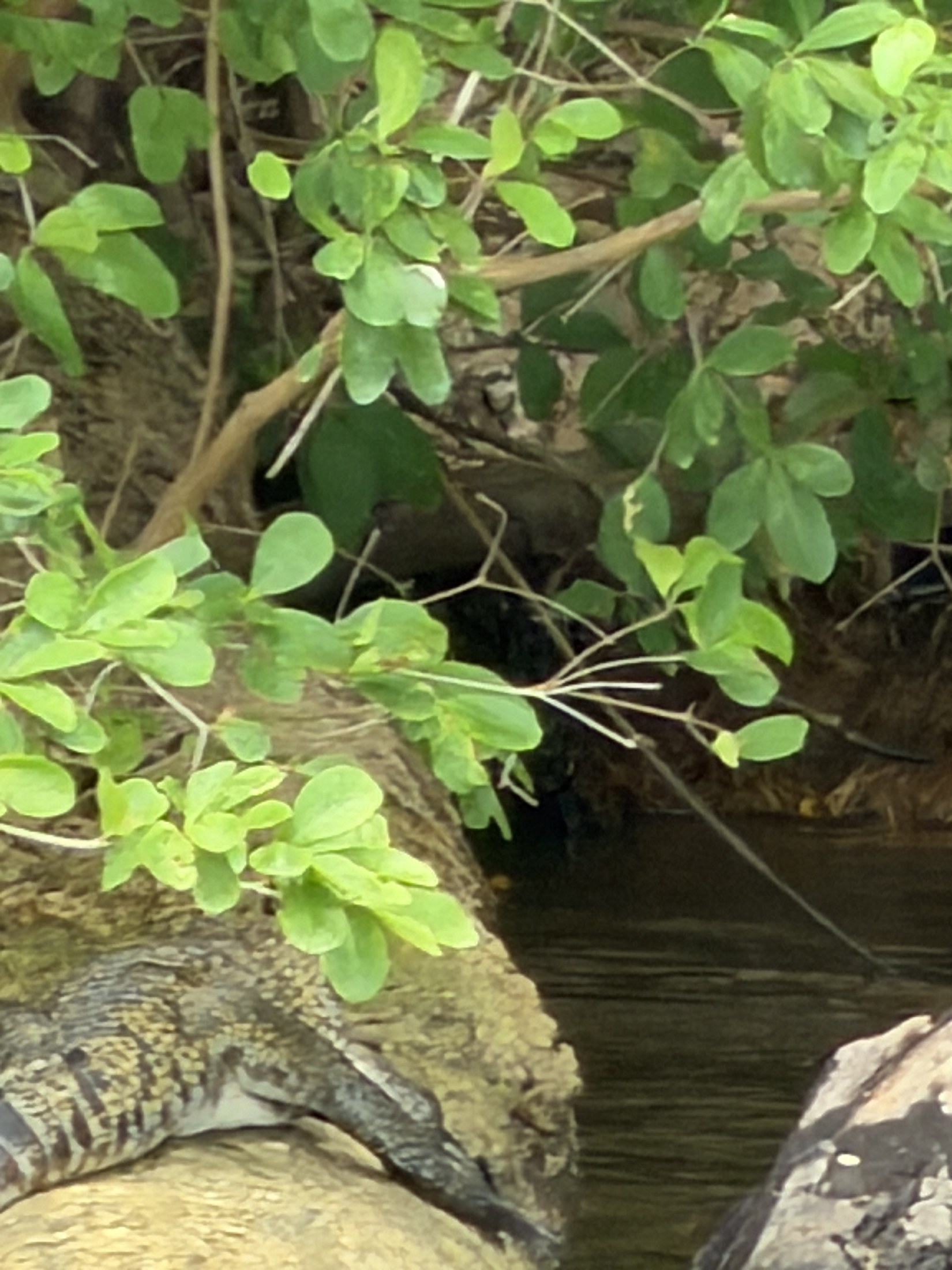 crocodile