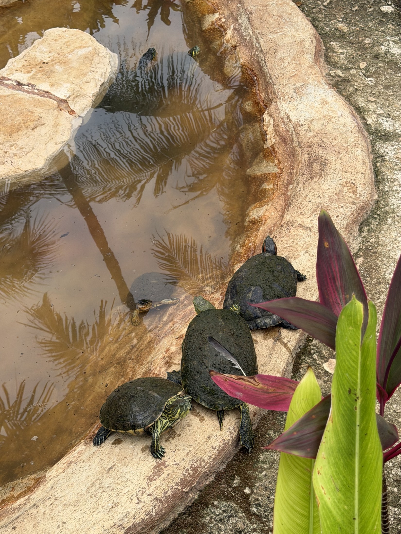 Turtles and iguanas live in this fountain in the city.