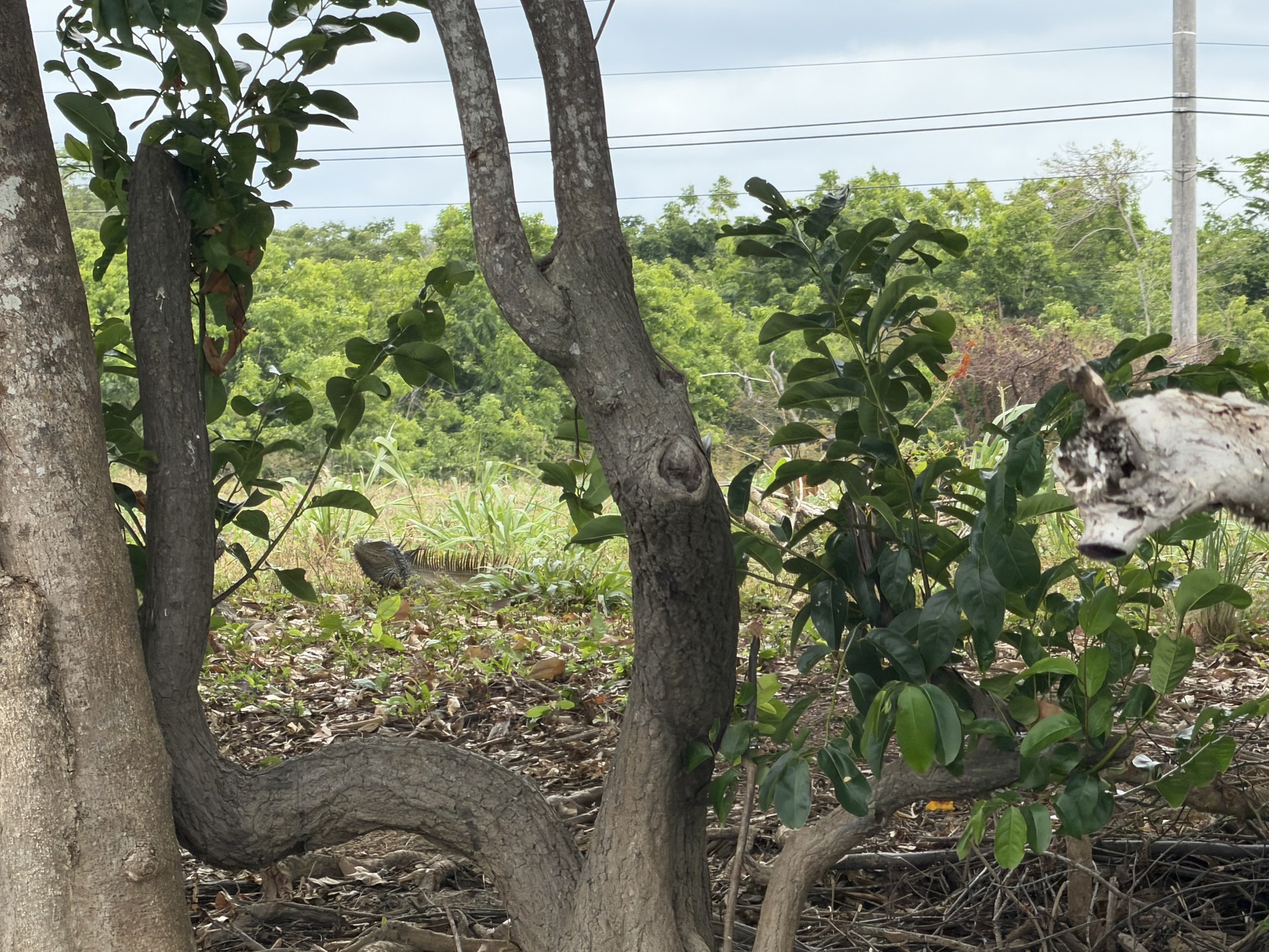 camouflaged iguana