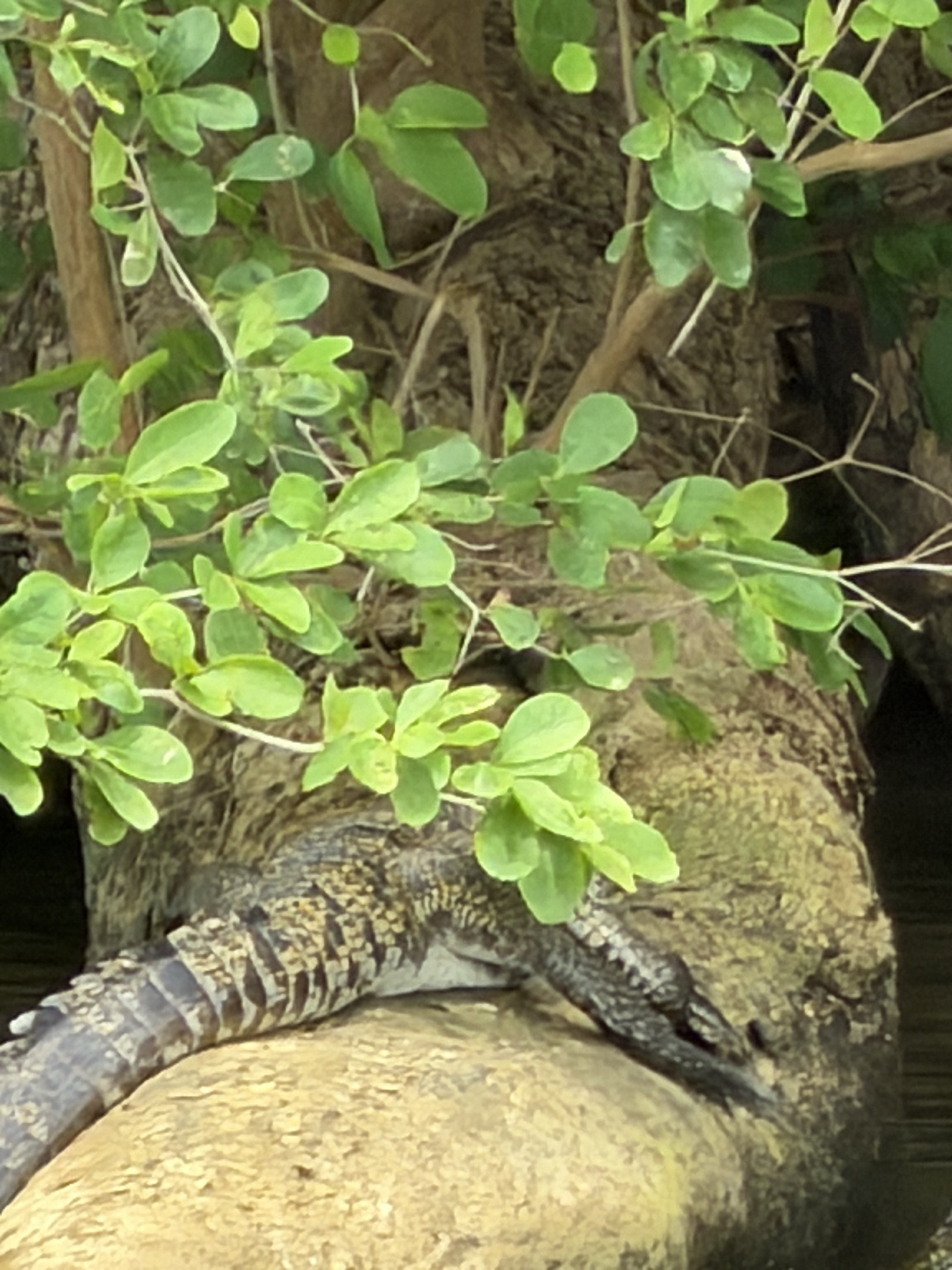 crocodile sleeping on a log
