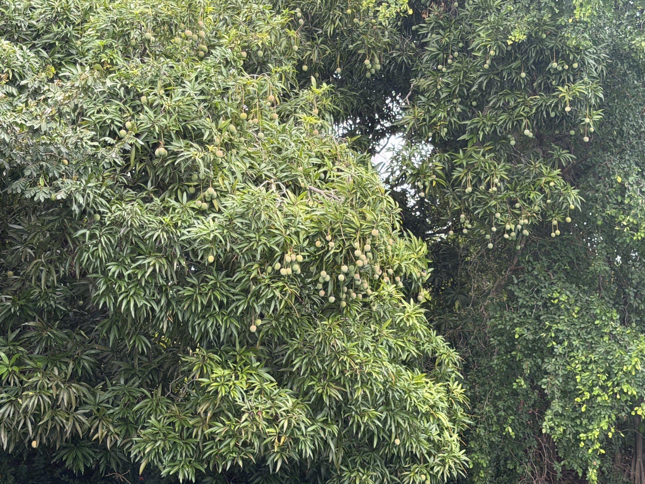 coconuts or mangos