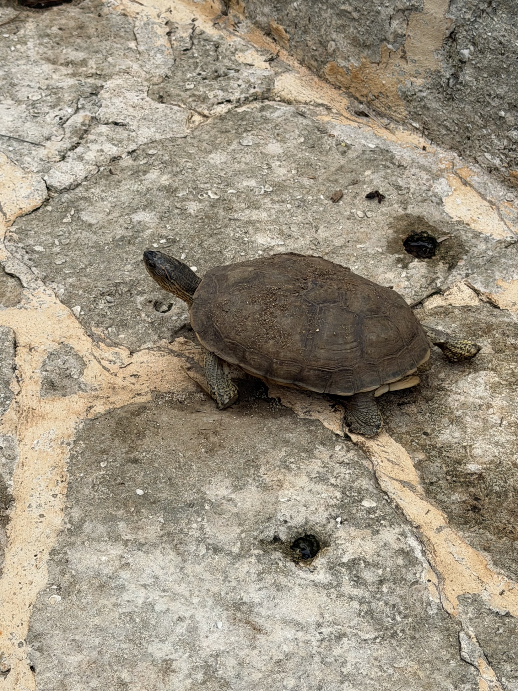 This little guy was just walking on the sidewalk. So cute!