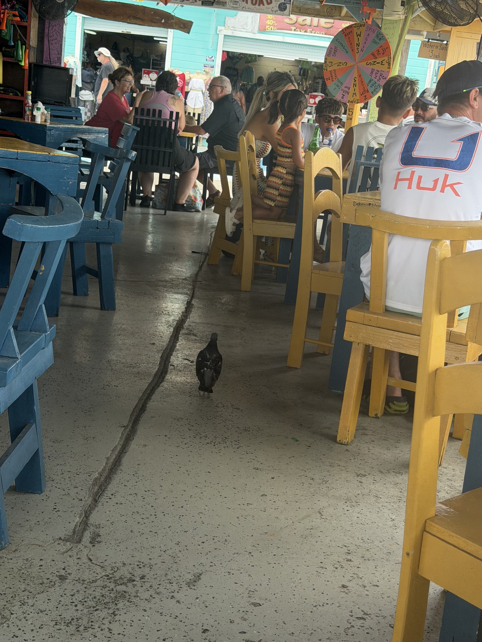 The hungry bird walking through the boat.