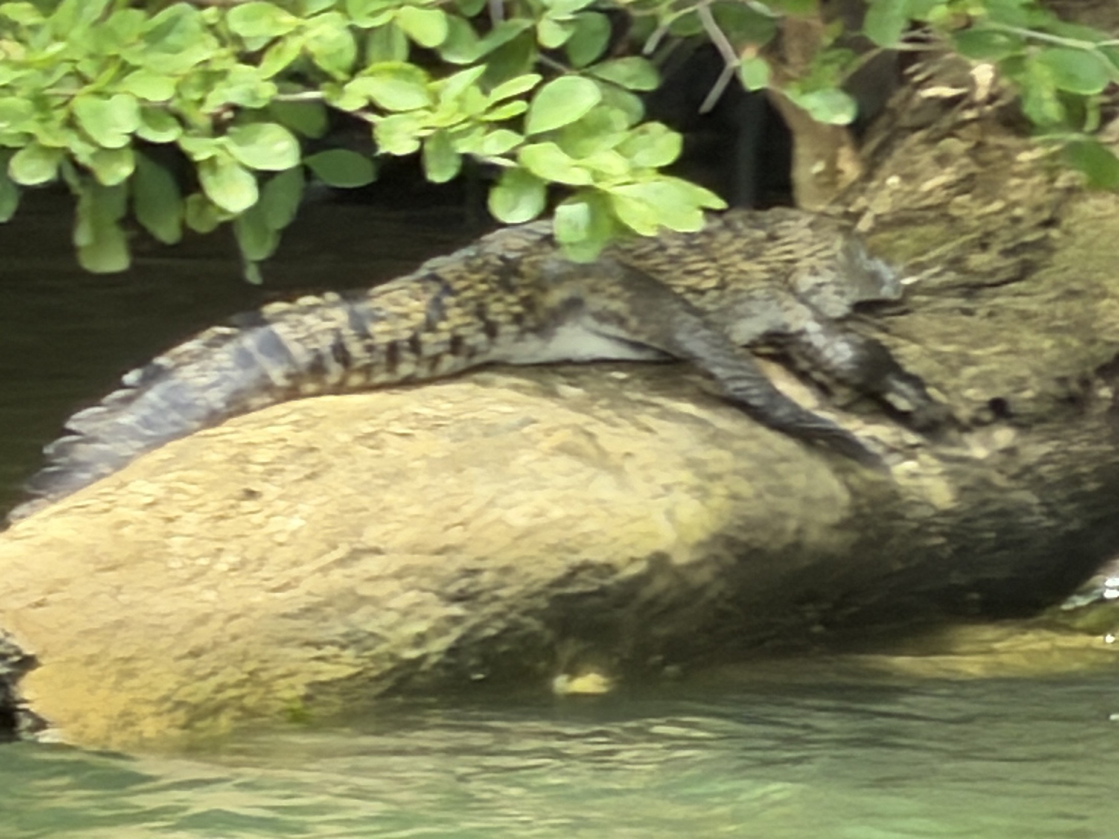 crocodile on a log