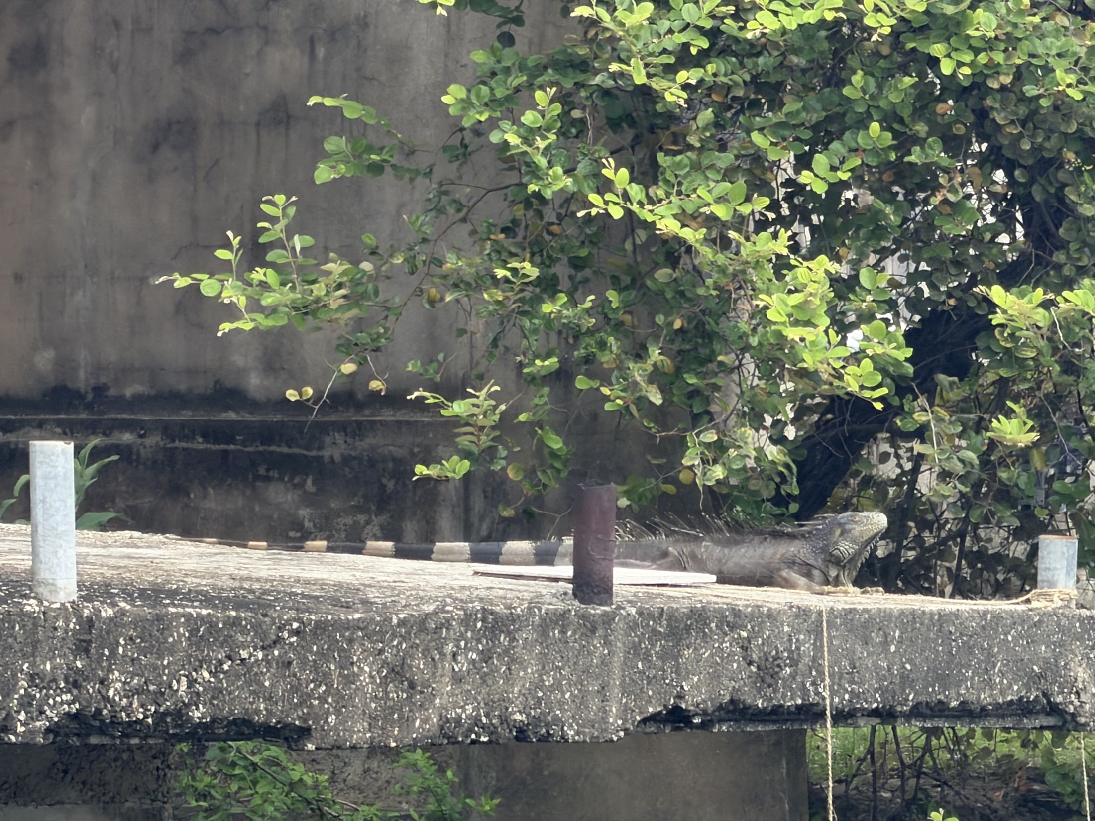 iguanas in nature